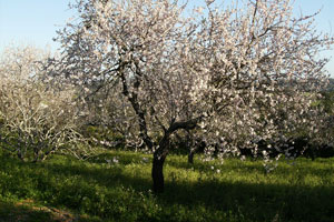 Almond Tree Picture