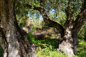 Old Olive Trees Picture